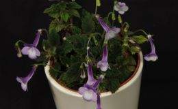 2016 ConventionNew World Gesneriads in Flower – Tuberous – Class 6 Other Sinningia species or hybrids (largest leaf less than 1" long