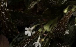 2016 ConventionNew World Gesneriads in Flower – Tuberous Class 7 Other tuberous gesneriads