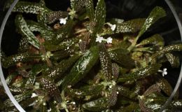2016 ConventionNew World Gesneriads in Flower – Tuberous Class 7 Other tuberous gesneriads