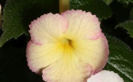2016 ConventionNew World Gesneriads in Flower – RhizomatousClass 8 Achimenes, ×AchimenanthaBEST IN SECTION B – NEW WORLD RHIZOMATOUS GESNERIAD IN FLOWERBEST ACHIMENES