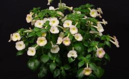 2016 ConventionNew World Gesneriads in Flower – RhizomatousClass 8 Achimenes, ×AchimenanthaBEST IN SECTION B – NEW WORLD RHIZOMATOUS GESNERIAD IN FLOWERBEST ACHIMENES