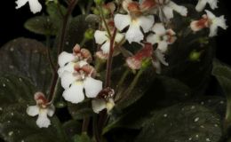 2016 ConventionNew World Gesneriads in Flower – RhizomatousClass 12 Other rhizomatous gesneriads less than 5" in all dimensions (excluding container)