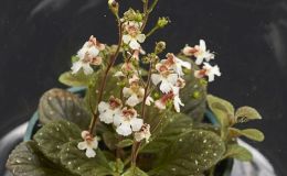 Gloxinia erinoides