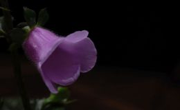 2016 ConventionNew World Gesneriads in Flower – RhizomatousClass 13A Other rhizomatous gesneriads