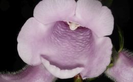 2016 ConventionNew World Gesneriads in Flower – RhizomatousClass 13A Other rhizomatous gesneriads