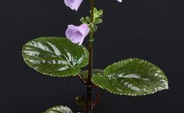 Gloxinia perennis