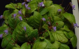 2016 ConventionNew World Gesneriads in Flower – RhizomatousClass 13B Other rhizomatous gesneriads