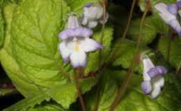 2016 ConventionNew World Gesneriads in Flower – RhizomatousClass 13B Other rhizomatous gesneriads