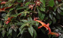 2016 ConventionNew World Gesneriads in Flower – Fibrous-RootedClass 15 Columnea (Dalbergaria, Pentadenia, Trichantha)