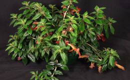 2016 ConventionNew World Gesneriads in Flower – Fibrous-RootedClass 15 Columnea (Dalbergaria, Pentadenia, Trichantha)