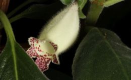 2016 ConventionNew World Gesneriads in Flower – Fibrous-RootedClass 16 Episcia, Alsobia