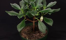 2016 ConventionNew World Gesneriads in Flower – Fibrous-RootedClass 16 Episcia, Alsobia