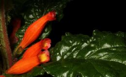 2016 ConventionNew World Gesneriads in Flower – Fibrous-RootedClass 17 Gesneria, ×RhytidoneriaBEST IN SECTION C – NEW WORLD FIBROUS-ROOTED GESNERIAD IN FLOWER