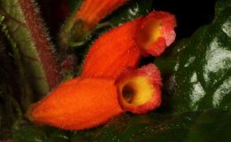 2016 ConventionNew World Gesneriads in Flower – Fibrous-RootedClass 17 Gesneria, ×RhytidoneriaBEST IN SECTION C – NEW WORLD FIBROUS-ROOTED GESNERIAD IN FLOWER