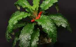2016 ConventionNew World Gesneriads in Flower – Fibrous-RootedClass 17 Gesneria, ×RhytidoneriaBEST IN SECTION C – NEW WORLD FIBROUS-ROOTED GESNERIAD IN FLOWER