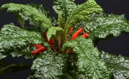 Gesneria christii