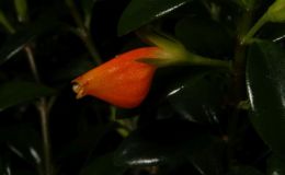 2016 ConventionNew World Gesneriads in Flower – Fibrous-Rooted Class 18 Nematanthus