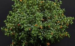 Nematanthus gregarius ?
