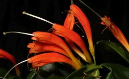 2016 ConventionOld World Gesneriads in FlowerClass 20 Aeschynanthus