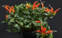 Aeschynanthus 'Mira'