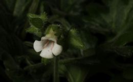 2016 ConventionOld World Gesneriads in Flower Class 22 Primulina species