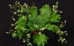 2016 ConventionOld World Gesneriads in Flower Class 22 Primulina species