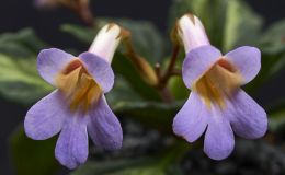 Primulina 'Nimbus'