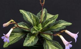 Primulina 'Nimbus'