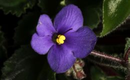 2016 ConventionOld World Gesneriads in Flower Class 24 Saintpaulia speciesBEST SAINTPAULIA SPECIES