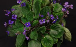 2016 ConventionOld World Gesneriads in Flower Class 24 Saintpaulia speciesBEST SAINTPAULIA SPECIES