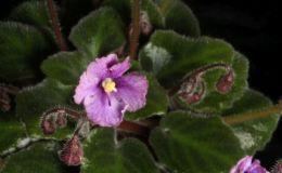 2016 ConventionOld World Gesneriads in Flower Class 25A Saintpaulia hybrids or cultivars classified as miniatures