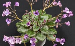 S. 'Imp's Fairy Berry'