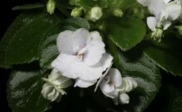 2016 ConventionOld World Gesneriads in Flower Class 25B Saintpaulia hybrids or cultivars classified as miniatures