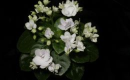2016 ConventionOld World Gesneriads in Flower Class 25B Saintpaulia hybrids or cultivars classified as miniatures