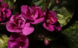 2016 ConventionOld World Gesneriads in Flower Class 26A Saintpaulia hybrids or cultivars classified as semi-miniatures