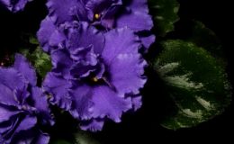 2016 ConventionOld World Gesneriads in Flower Class 26B Saintpaulia hybrids or cultivars classified as semi-miniatures