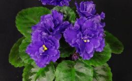 2016 ConventionOld World Gesneriads in Flower Class 26B Saintpaulia hybrids or cultivars classified as semi-miniatures