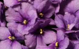 2016 ConventionOld World Gesneriads in Flower Class 26C Saintpaulia hybrids or cultivars classified as semi-miniaturesBEST SAINTPAULIA HYBRID