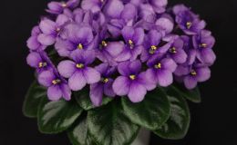 2016 ConventionOld World Gesneriads in Flower Class 26C Saintpaulia hybrids or cultivars classified as semi-miniaturesBEST SAINTPAULIA HYBRID