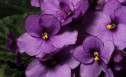 2016 ConventionOld World Gesneriads in Flower Class 27A  Saintpaulia hybrids or cultivars classified as standards