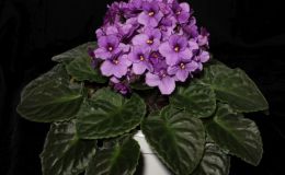 2016 ConventionOld World Gesneriads in Flower Class 27A  Saintpaulia hybrids or cultivars classified as standards