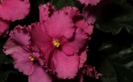 2016 ConventionOld World Gesneriads in Flower Class 27B Saintpaulia hybrids or cultivars classified as standards