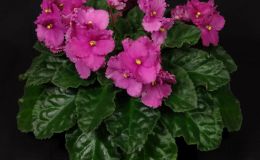 2016 ConventionOld World Gesneriads in Flower Class 27B Saintpaulia hybrids or cultivars classified as standards