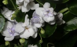 2016 ConventionOld World Gesneriads in Flower Class 28 Saintpaulia trailers