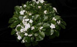 2016 ConventionOld World Gesneriads in Flower Class 28 Saintpaulia trailers