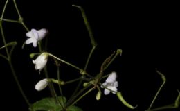2016 ConventionOld World Gesneriads in Flower Class 29 Streptocarpus, subgenus StreptocarpellaBEST GESNERIAD EXHIBITING FRUIT