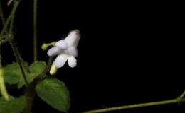 2016 ConventionOld World Gesneriads in Flower Class 29 Streptocarpus, subgenus StreptocarpellaBEST GESNERIAD EXHIBITING FRUIT