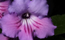 2016 ConventionOld World Gesneriads in Flower Class 31A Streptocarpus, subgenus Streptocarpus, hybrids