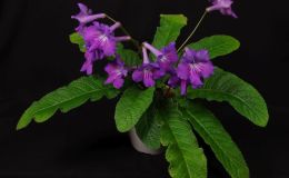 2016 ConventionOld World Gesneriads in Flower Class 31A Streptocarpus, subgenus Streptocarpus, hybrids