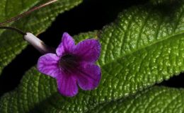 2016 ConventionOld World Gesneriads in Flower Class 31B Streptocarpus, subgenus Streptocarpus, hybrids